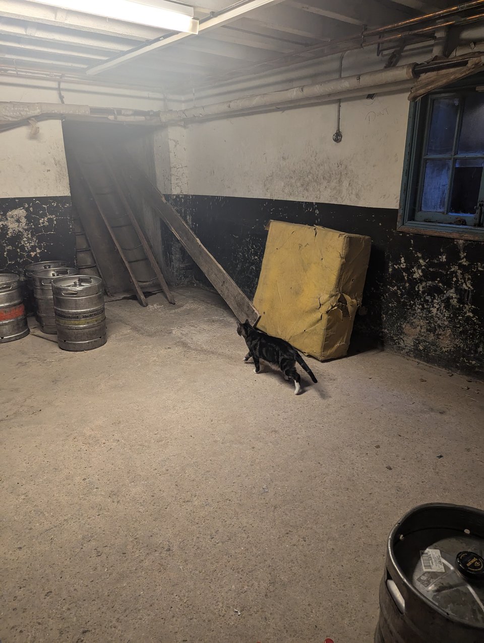 A small tabby cat striding determinedly but foolishly towards the beer chute in the cellar. There is nothing for him here, I don't know why he likes the cellar so much when he just gets down there and then looks at me like