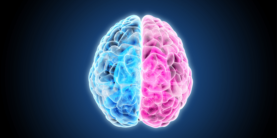 A brain, with each hemisphere picked out in electric blue and pink.