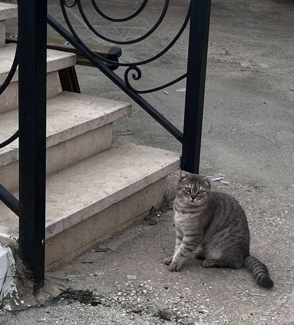 Striped gray cat sitting on the ground at the bottom of stairs