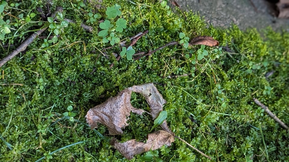 Green moss, clover and dead leaves next to stone edging.