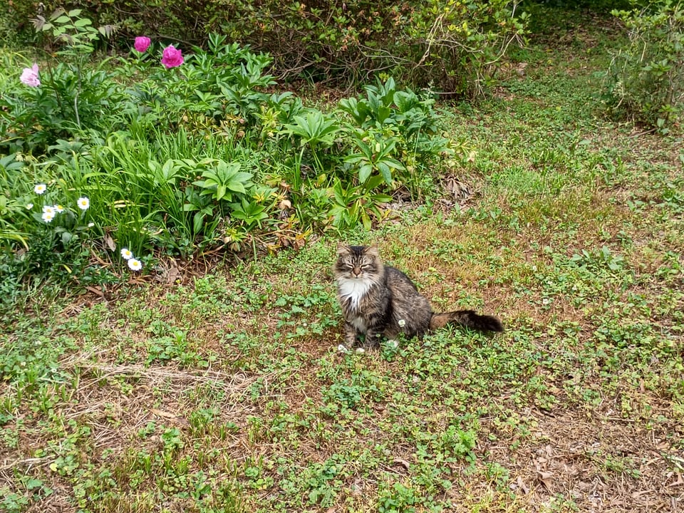 a beautiful cat