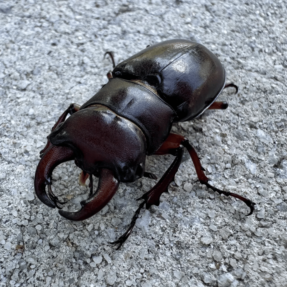 A large, dark reddish brown beetle with large pincer-looking antlers on a sidewalk.