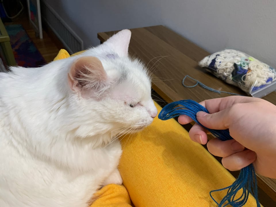 cute cat Lilly gently sniffing a bundle of strings.