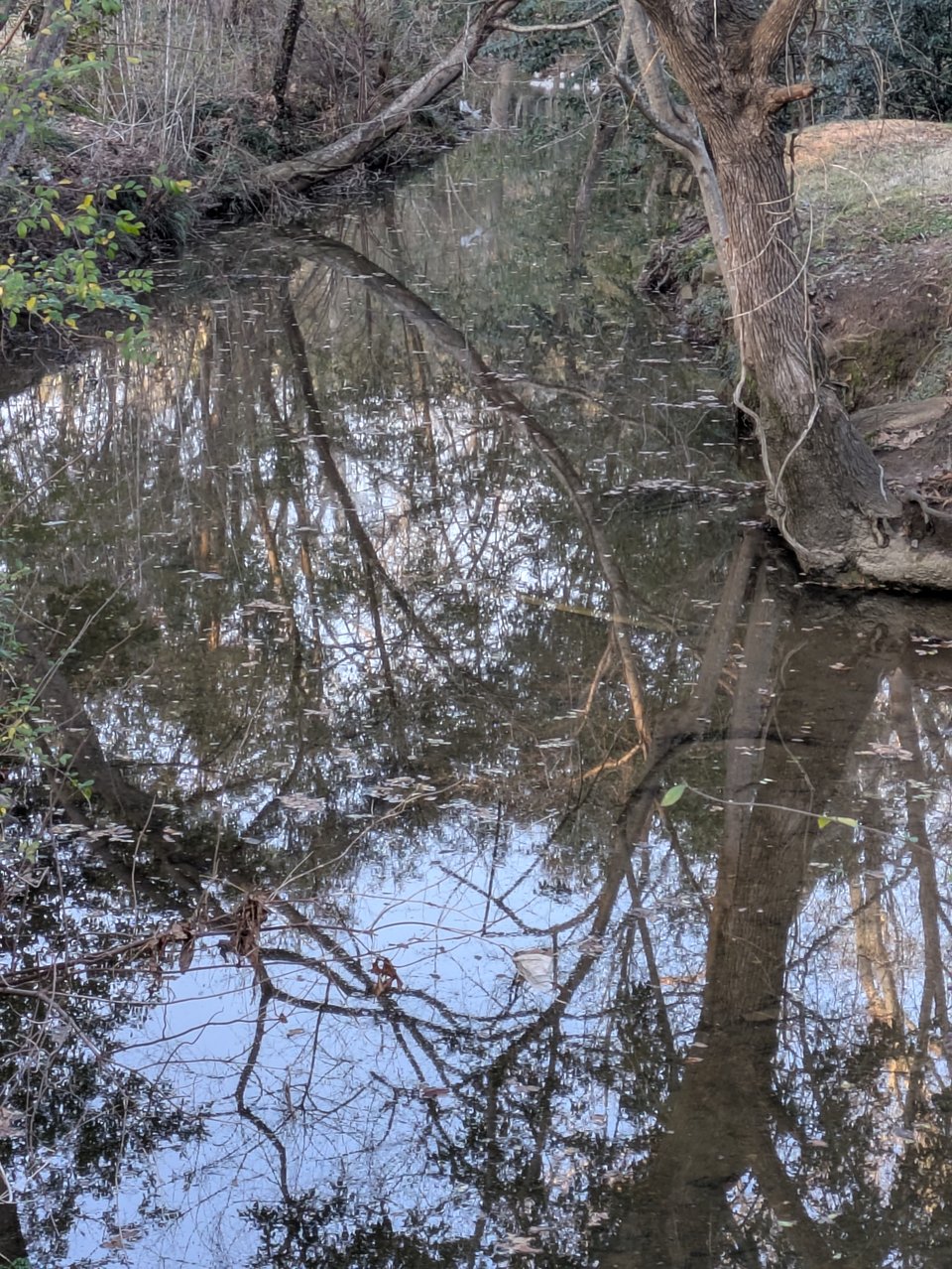 A picture of an urban creek, with a tree reflected in it.