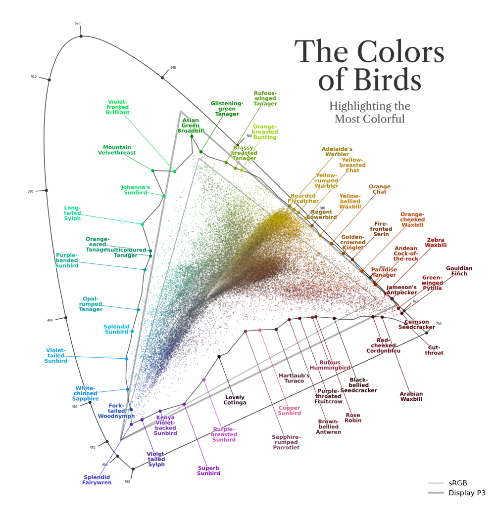 Fairly_Ranking_the_Most_Brilliant_Birds_67918b4b_4_chosen.png