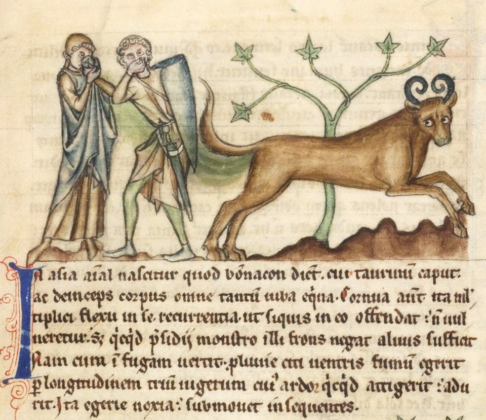 Collected in “Medieval Illustrations of Bonnacons”, *Public Domain Review*