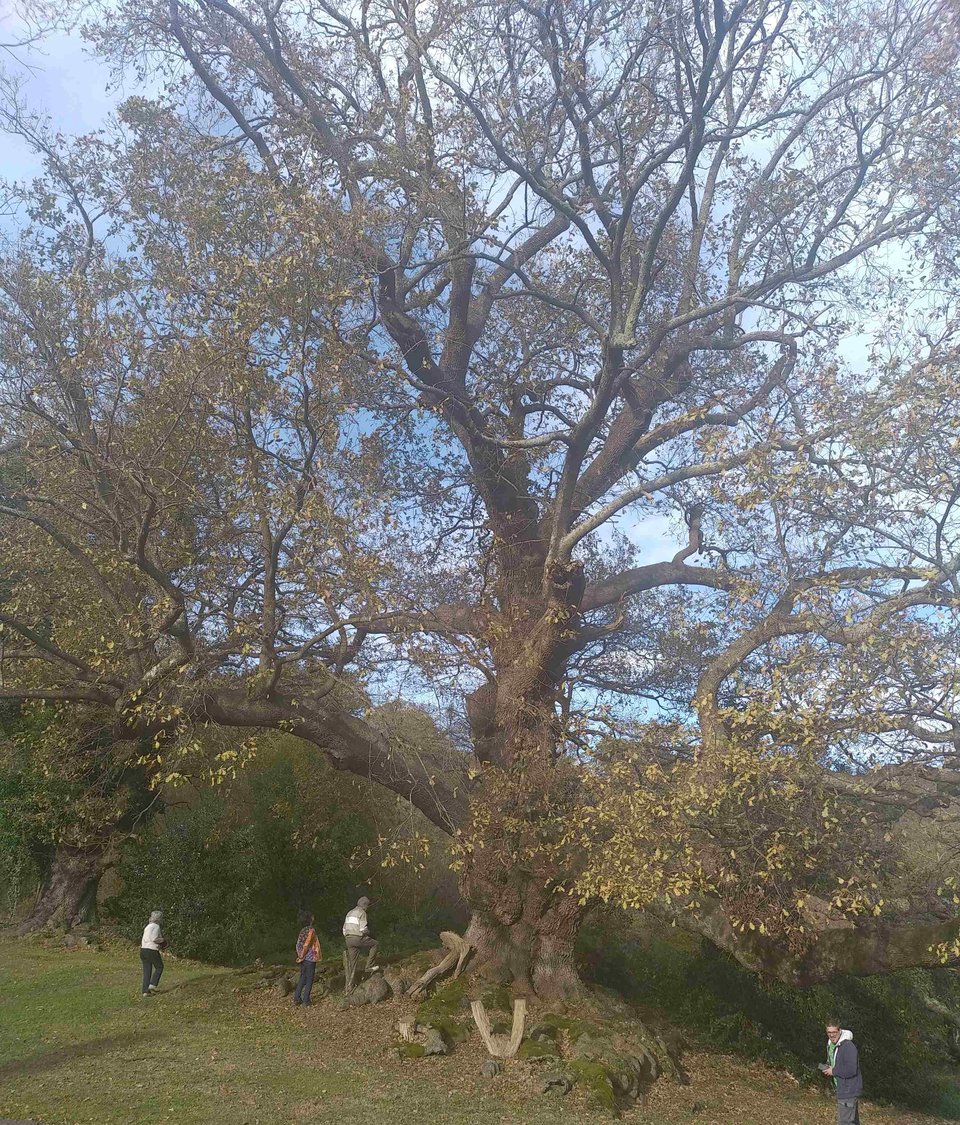 L'âge de ce chêne pédonculé est d'au moins 5 siècles.