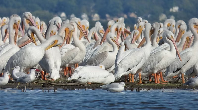 White Pelicans clustered on Lake Pepin during the October migration. We’ve always been intrigued by the gorgeous, slow circles they make when flying, and learned from Bruce Ause’s latest nature blog post that those are called “kettles.” / Photo by Bruce Ause