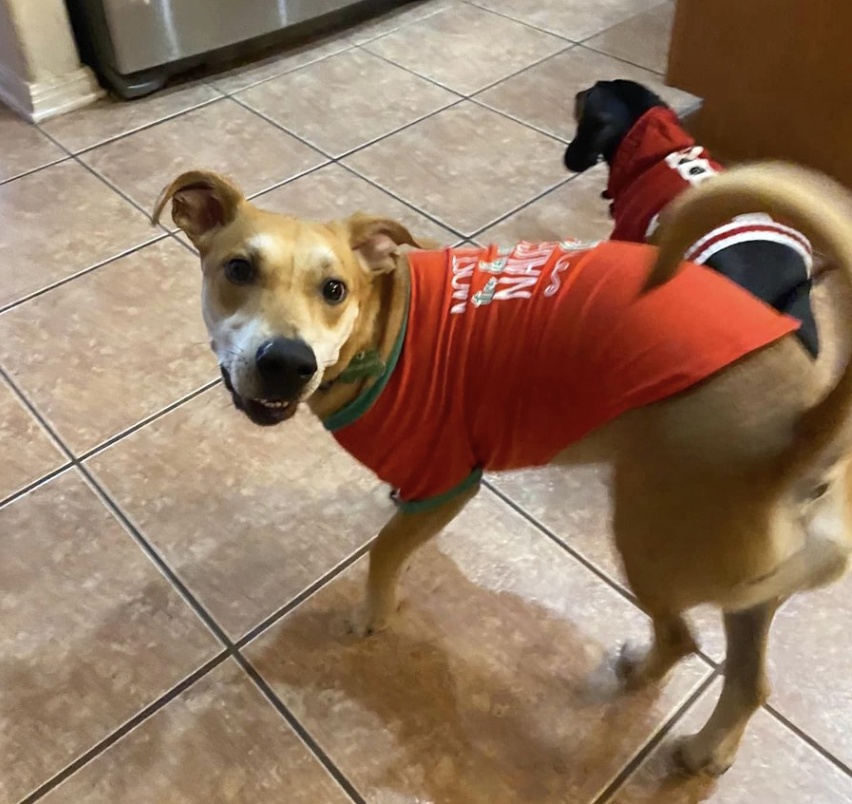 dog being goofy