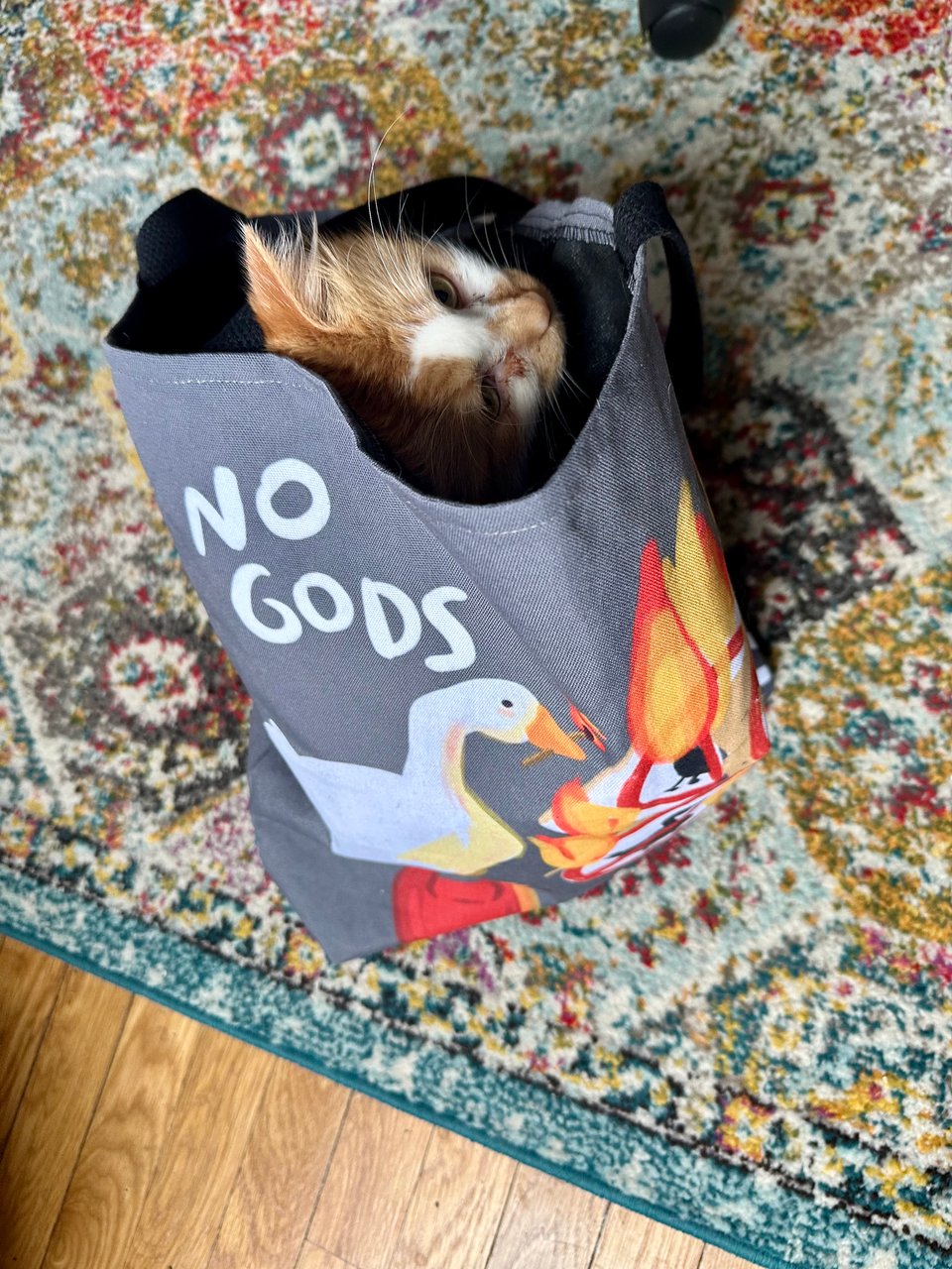 A fluffy orange and white cat's nose sticking out of a No Gods, No Masters tote bag