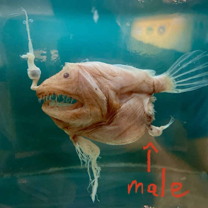 pic of chimera anglerfish