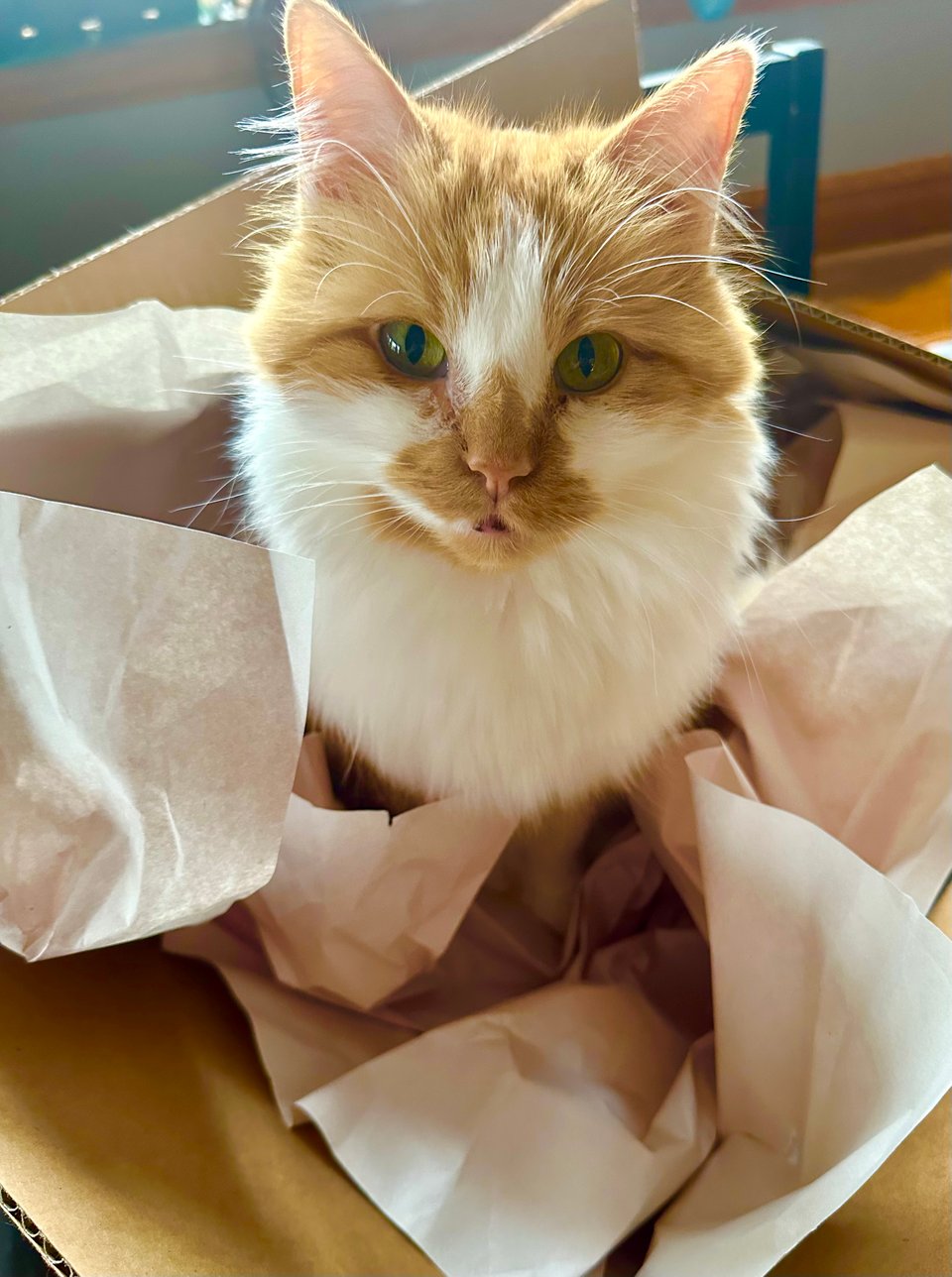 a fluffy orange and white cat sitting defiantly in an open cardboard box