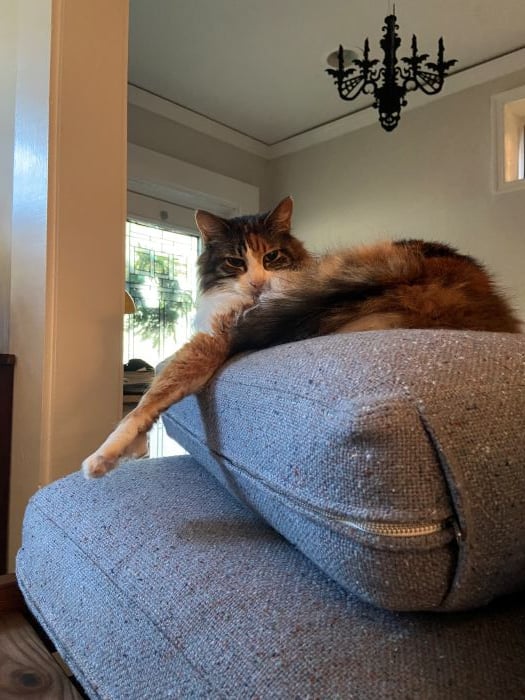 A long-haired calico cat lying on top of a stack of cushions, one leg stuck dramatically out.