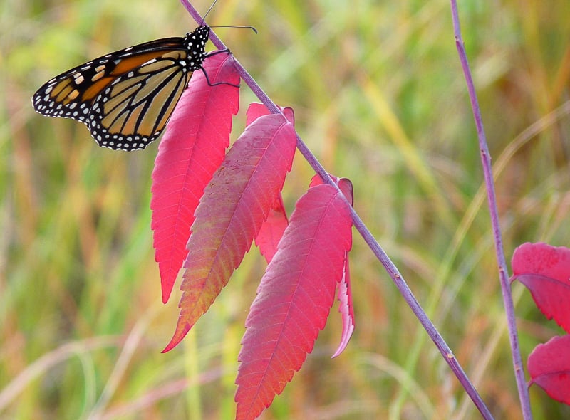 August brings us so much color, especially on Frontenac State Park’s prairie paths, where prairie wildflowers and grasses grow tall and proud. Here a monarch butterfly clambers on sumac leaves. / Photo by Bruce Ause