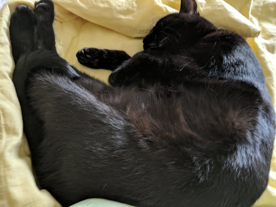 a black cat half-curled, half-flopped, with soft dark-brown tummy fur on full display