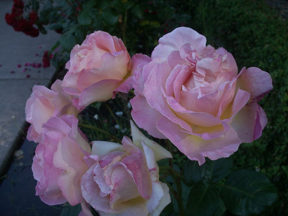 Roses photographed at Oakland's Morcom Rose Garden on a Konica Minolta Dimage X-1 digital camera.