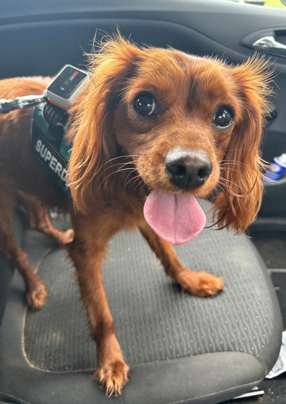 Radio look cute with his big pink tongue lolling out of his mouth.