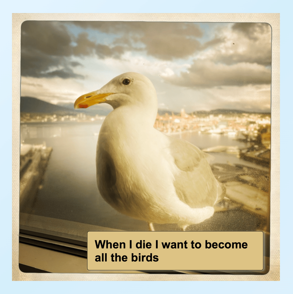 seagull