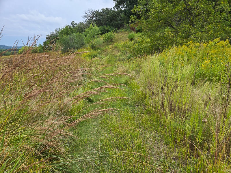 Near the start of both new trails, Indian grass (Sorghastrum nutans)  and prairie flowers sway in the wind. / Photo by Pamela Miller