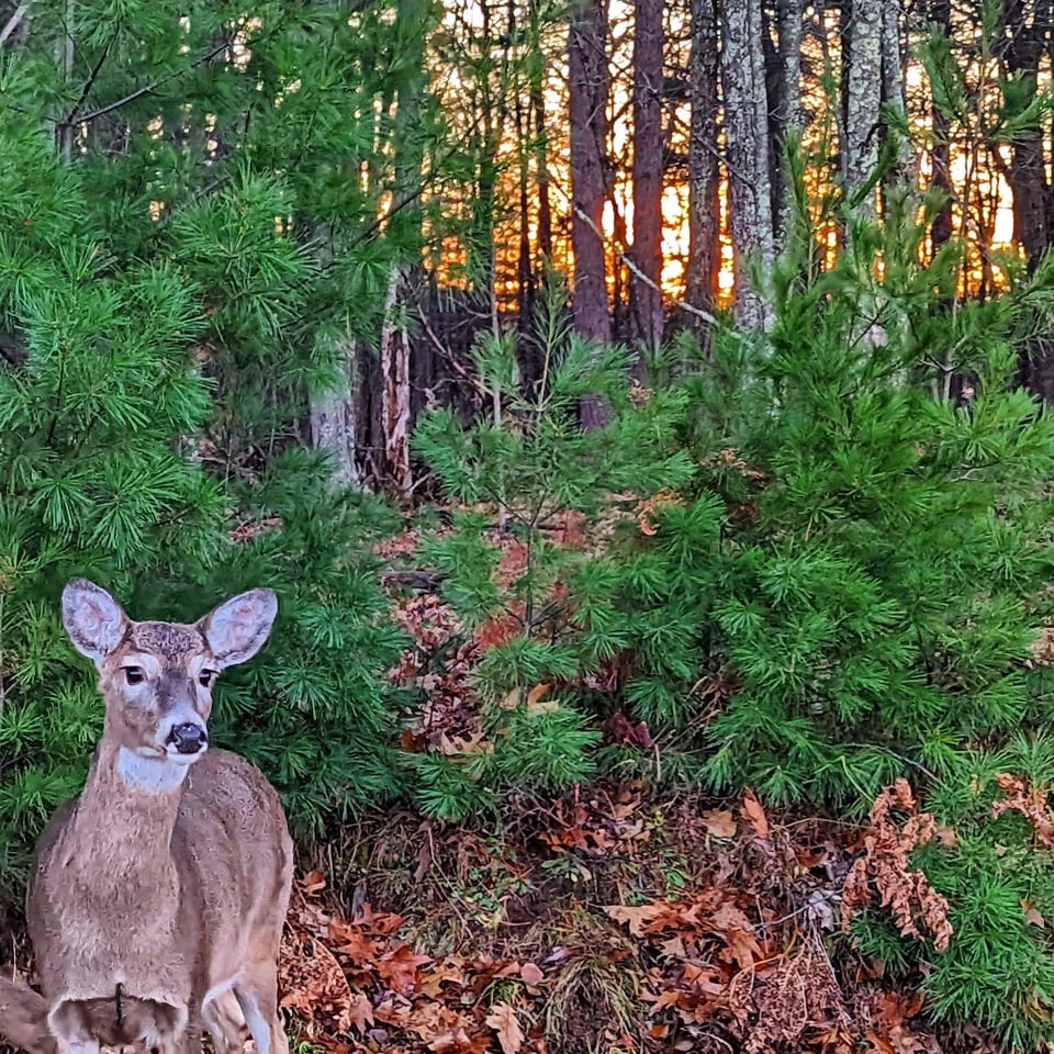 a deer in the woods