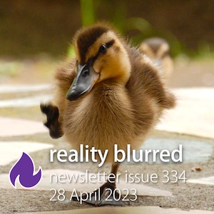 A fuzzy duckling taking a step, with the words "reality blurred newsletter issue 334, 28 April 2023"