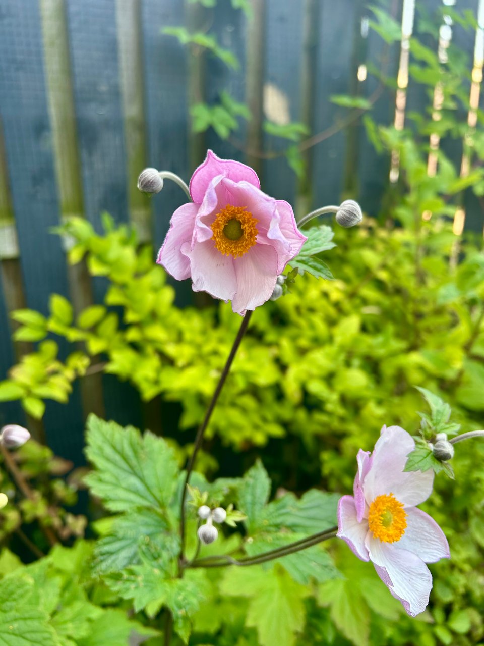 Pale pink Japanese anemones and their apple green foliage. Image by Rowan Ambrose