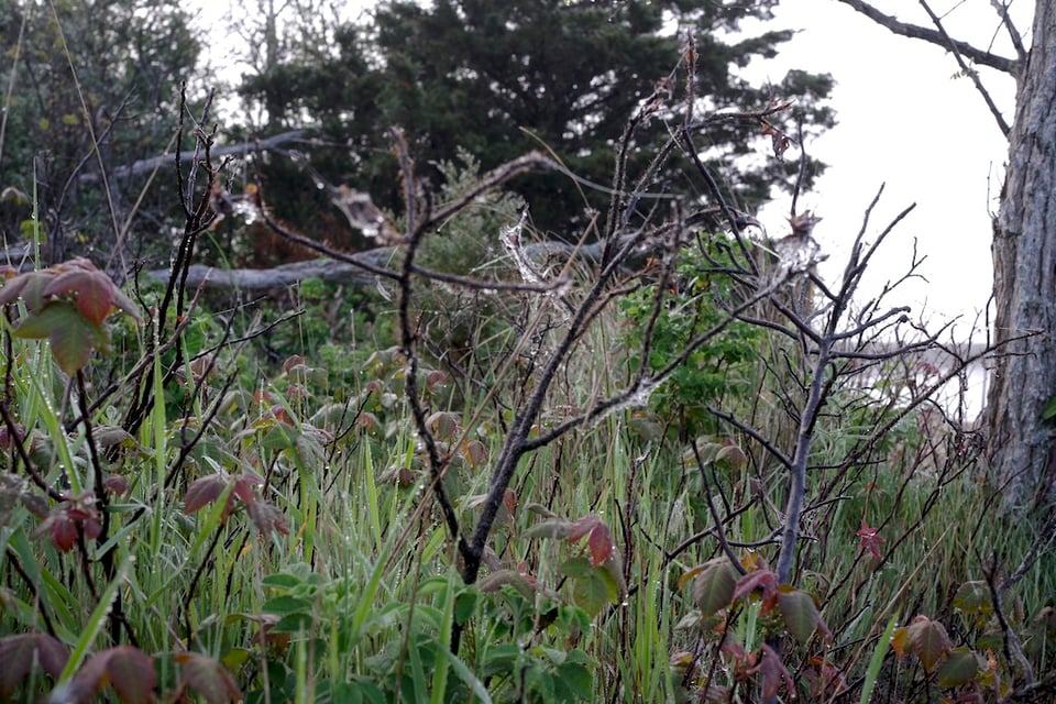 A shot of wild plants dripping with dew, near the marsh in Provincetown, last year.