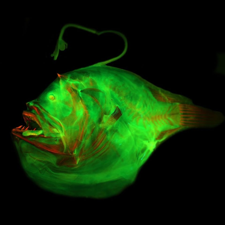 A photograph of the anglerfish species Bufoceratias wedli from the Field Museum of Natural History imaged in vivid green and red. It looks upsettingly like a warped human head with thick red lips and small red teeth and a large chin. Its tiny tail sticks out of the back like a ponytail. CREDIT: Matthew Davis