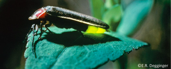 A firefly, all aglow in June. Photo courtesy of the Minnesota DNR (copyright, E.R. Degginger)