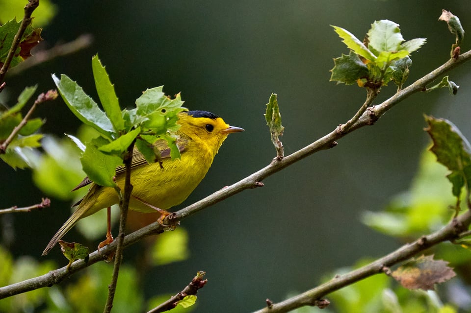 Yellow bird with a black cap hides behind a leaf
