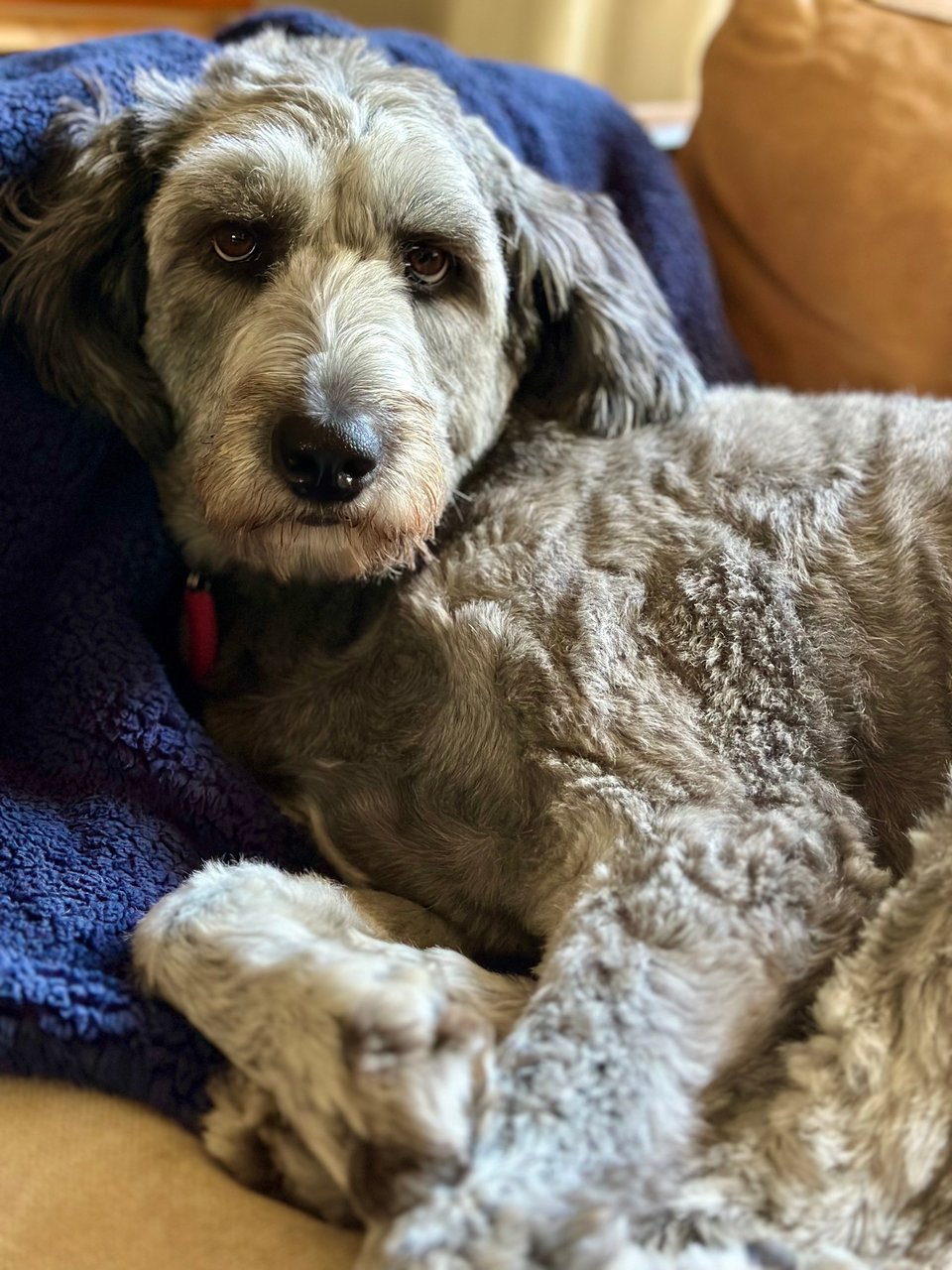 photo of a gray aussiedoodle curled/sitting on a light-brown leather sofa, giving an "are we doing tis again?" look to the camera