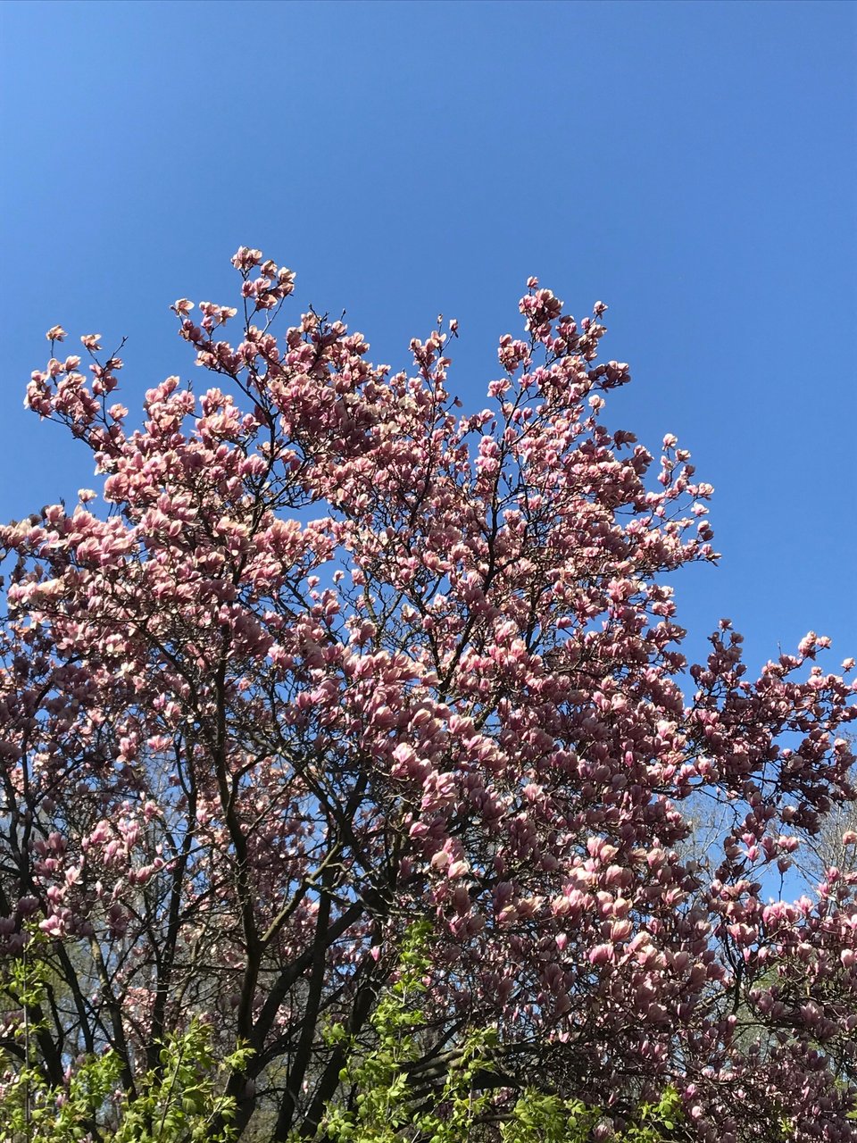 A large tree with pink flowers, seen on a sunny day.