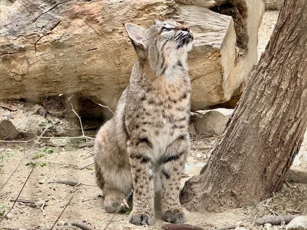 A bobcat sits in front of a log next to a tree trunk, gazing upward.