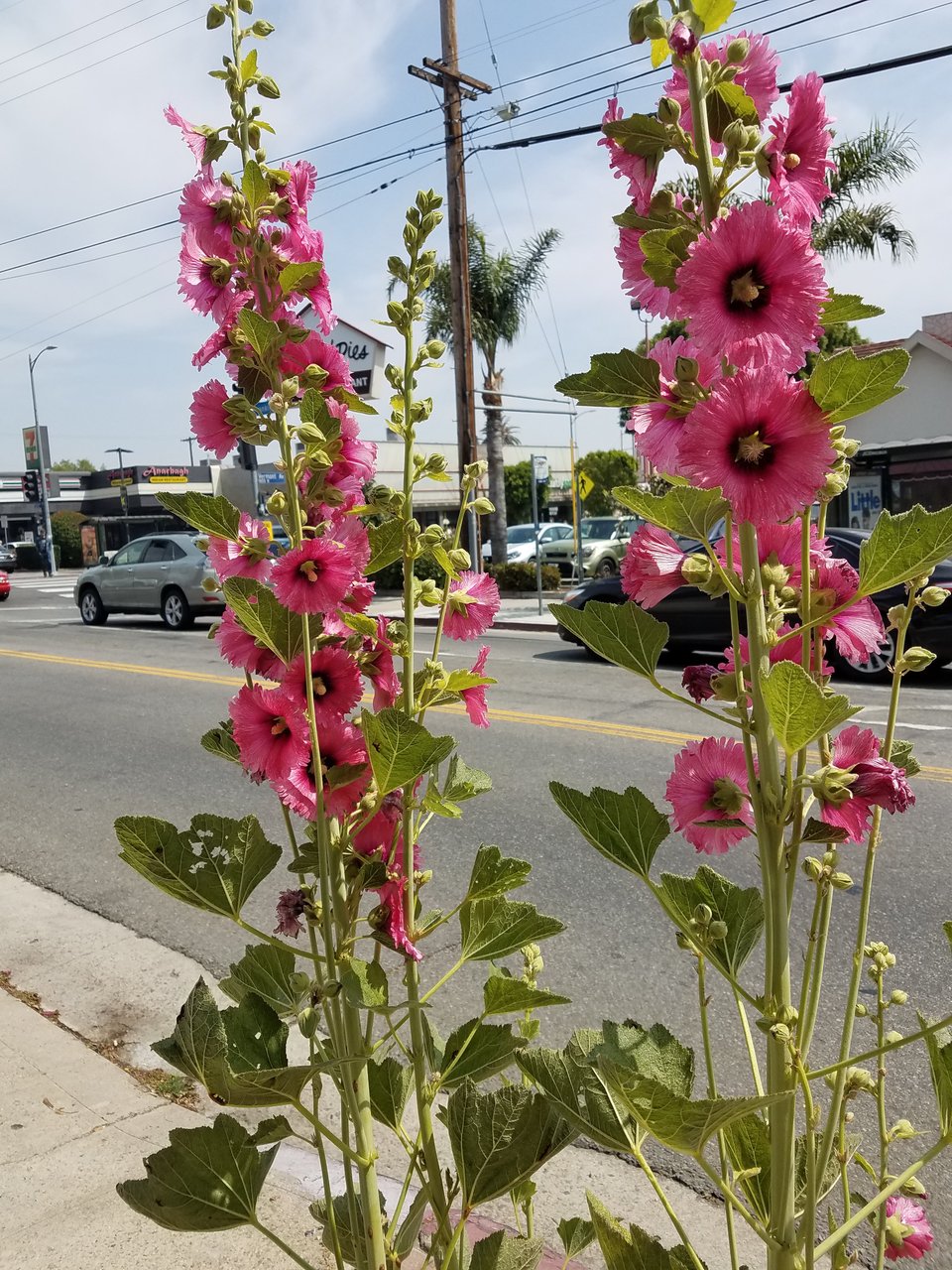 Two tall stalks of fuchsia hollyhock flowers on a sidewalk.