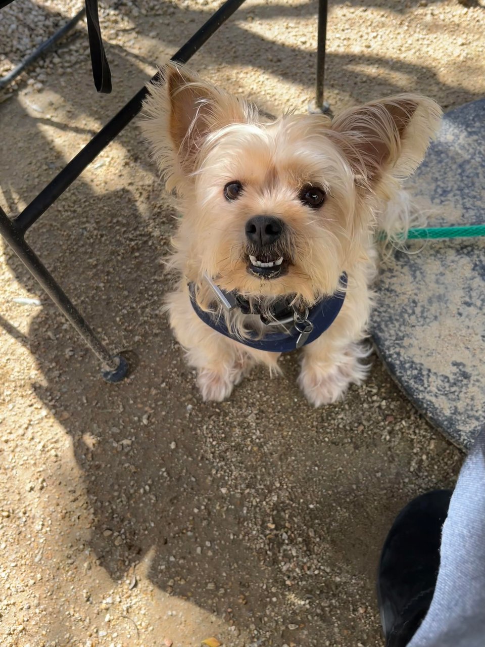 Sushi, a blonde Yorkie, sits underneath an outdoor table while showing off his underbite.
