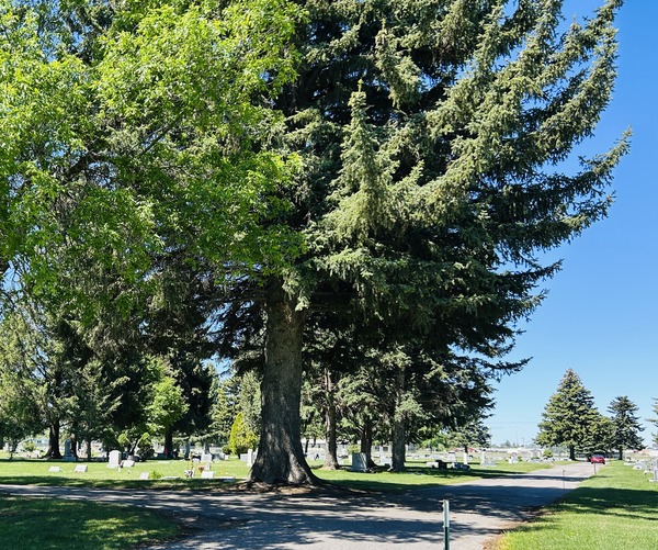 A cemetery with lots of big trees dwarfing the tiny headstones
