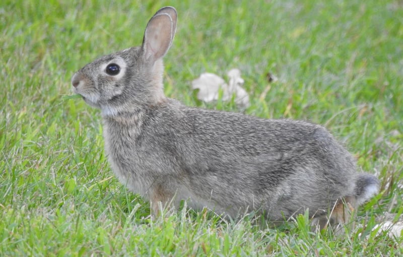 Here comes Peter Cottontail, hopping down the bunny trail … that is, down Frontenac State Park trails or, more likely, into your garden to gnaw on your veggies). / Photo by Steve Dietz