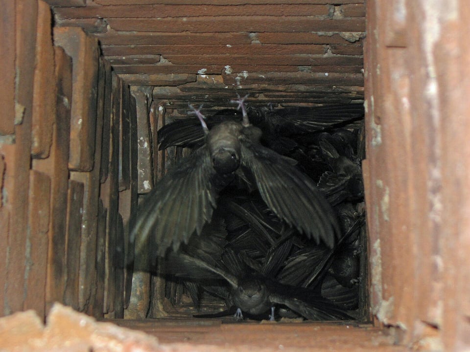 a photo taken looking down into a brick chimney, where there are a whole lot of litle gray birds in a state of commotion. they are chimney swifts.