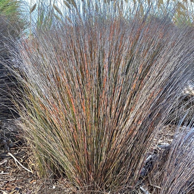 Oioi, jointed wire rushes on the shore.