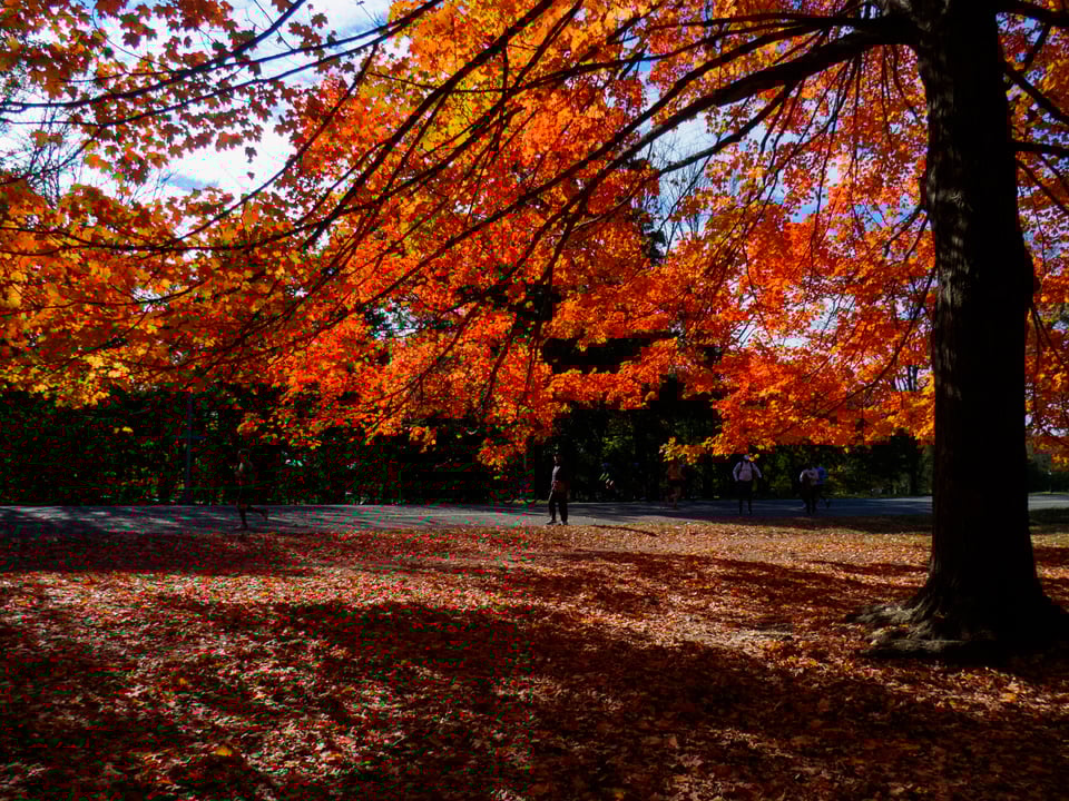 A large canopy of red autumn leaves still hanging on a tree.