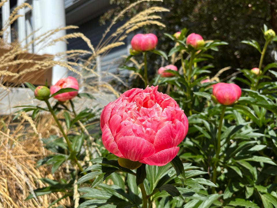 Half-open peonies