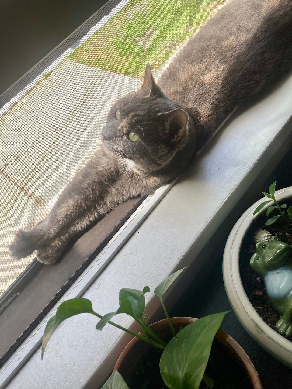 a gray dilute tortoiseshell cat stretched out in an open windowsill, looking up. potted plants occupy part of the shot.