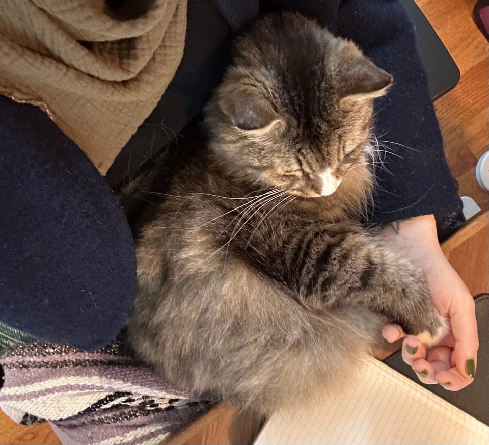 Sam the cat is sitting on Kate's lap and resting his paw in her hand