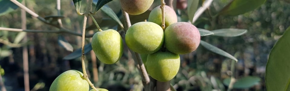 Ripe green olives of the FS17 variety on a branch