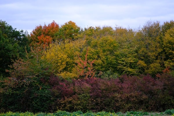 autumn.jpg