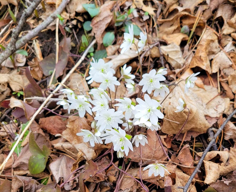 Hepatica (Anemone americana), which ranges in color from bright white to pale purple, is among the first blooms of spring you’ll spot in Frontenac State Park. Hepatica slides up in mid-April to transform the brown detritus of early spring into something astounding and life-affirming. / Photo by Pamela Miller