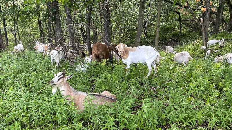 Buckthorn busters — domestic goats for hire — bliss out in park foliage during a recent summer up on Rattlesnake Bluff. They’re back again this year. Wonder if legendary 2022 escapee White Lightning will try to rejoin them? / Photo by Amy Jay