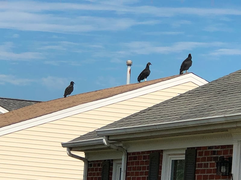 three large black birds with reddish heads and sharp beaks perched on a single-story house with red-brown shingles. The birds face away from the camera, but are very aware of the human taking their picture.