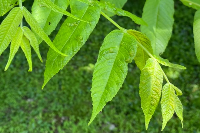 Eastern Black Walnut leaves