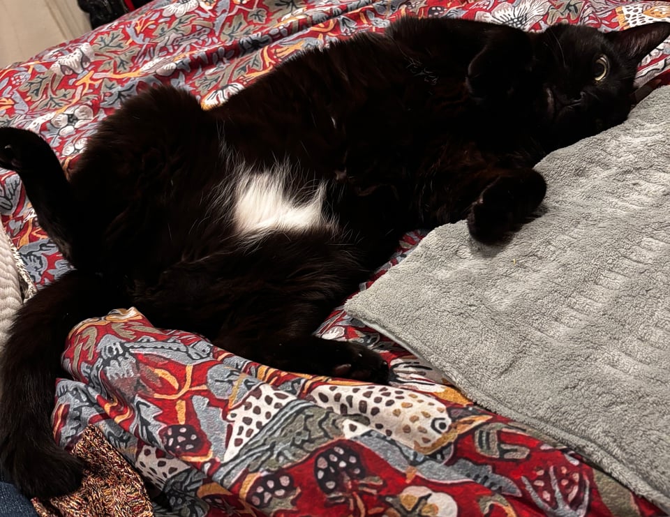 adorable black cat displays heart-shaped white spot on belly 